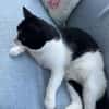 LUNA - selbstbewusste, verschmuste Katze