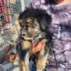 Welpenmädchen Millie auf Pflegestelle
