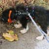 Welpenmädchen Millie auf Pflegestelle