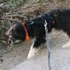 Welpenmädchen Millie auf Pflegestelle