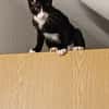 Pirat Loo sucht passendes Plätzchen