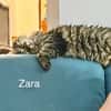Ruhige und sanfte Katzen Zara und Winnie