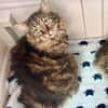 Ruhige und sanfte Katzen Zara und Winnie