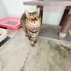 Ruhige und sanfte Katzen Zara und Winnie