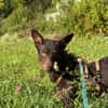 katzenverträglicher Junghund COCO sucht konsequente Menschen