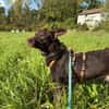 katzenverträglicher Junghund COCO sucht konsequente Menschen