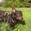 katzenverträglicher Junghund COCO sucht konsequente Menschen