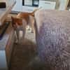 Kuscheliger Lord sucht sein Kuschelkörbchen
