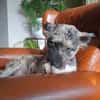 Agora1, verschmust/klug, sucht Zuhause. NEUE FOTOS!!!!!!!