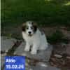 Aldo; ruhiger, liebevoller Welpe