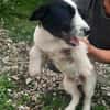 Andy; ruhiger, liebevoller Welpe