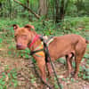 MARCUS
