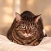 Minette
