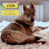 VIDA