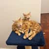 Lupin et Miel