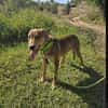 🐾 Junghund Mara sucht seine Menschen fürs Leben🐾