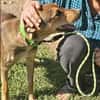 🐾 Junghund Mara sucht seine Menschen fürs Leben🐾