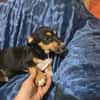 🐾 Welpe Vigo sucht sein Für-immer-Zuhause! 🏡❤