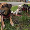 OldLady ♥Molly♥ liebevolle gesellige Seele einer Seniorin