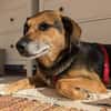 OldLady ♥Molly♥ liebevolle gesellige Seele einer Seniorin