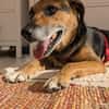 OldLady ♥Molly♥ liebevolle gesellige Seele einer Seniorin