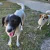 CIRCE ... SUCHT EIN ZUHAUSE