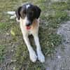 CIRCE ... SUCHT EIN ZUHAUSE