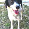 CIRCE ... SUCHT EIN ZUHAUSE