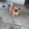 Eine Fee flattert in dein Zuhause