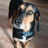 Jack 6 -verschmust und verspielt-