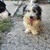 Fridolin ... wunderschön und auf der Suche