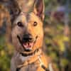 Grinder  cleverer Schäferhund-Mix sucht Zuhause