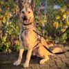 Grinder  cleverer Schäferhund-Mix sucht Zuhause