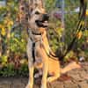 Grinder  cleverer Schäferhund-Mix sucht Zuhause