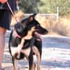 Spiky (Kreta)-Freundliche & fröhliche Hündin sucht ihr Für-I