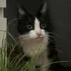 Neugierige Katze TINKA sucht Zuhause mit Freigang!