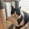 Neugierige Katze TINKA sucht Zuhause mit Freigang!