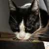 Neugierige Katze TINKA sucht Zuhause mit Freigang!