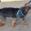 Lino, zutraulich, freundlich, intelligent