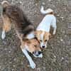 NELLY sucht 4ever home