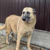 Safira - die Liebe und Treue in Person