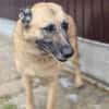 Safira - die Liebe und Treue in Person