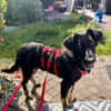 Klopfer  cleverer Junghund sucht Zuhause