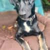 Klopfer  cleverer Junghund sucht Zuhause