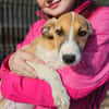 Liebes Windhund Mix Mädel sucht Familie