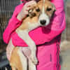 Liebes Windhund Mix Mädel sucht Familie