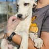 Zarte Caluna sucht ihre Familie