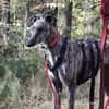 wunderschöne rumänische Windhündin sucht ihre Familie