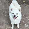 Kleiner Herzensbrecher Ollie