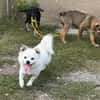 Kleiner Herzensbrecher Ollie